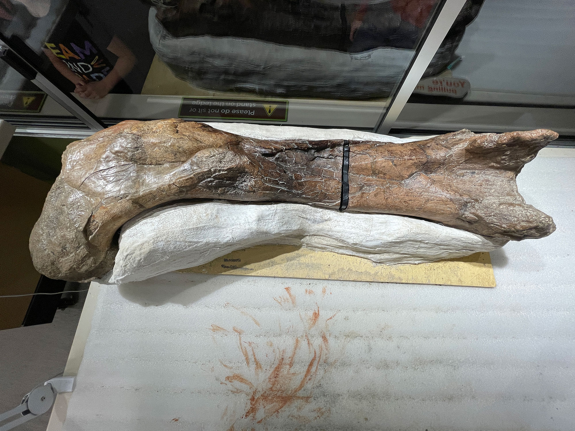 Touchable juvenile T. rex femur 